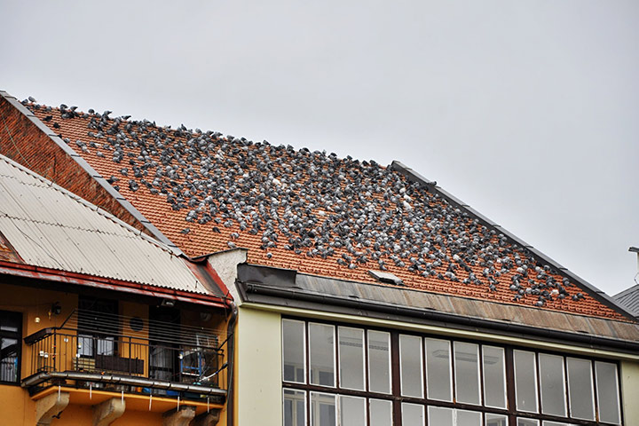 A2B Pest Control are able to install spikes to deter birds from roofs in Southall Green. 