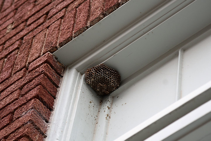 We provide a wasp nest removal service for domestic and commercial properties in Southall Green.